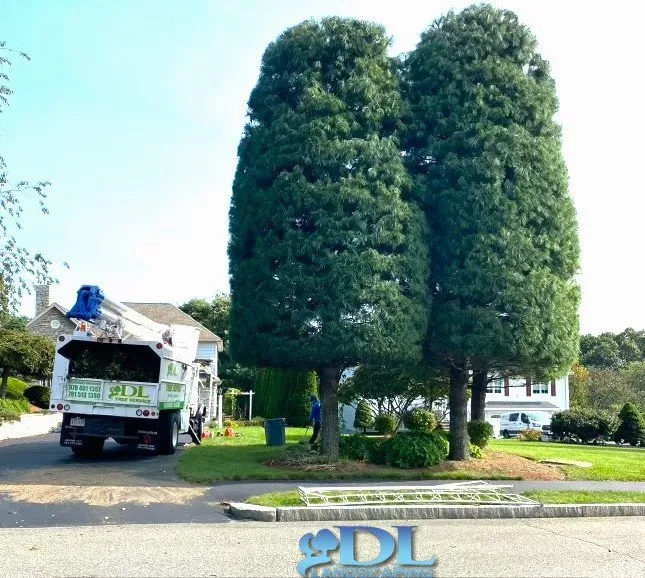 Custom yard cleanup service in Lynn, MA - DL Landscaping & Construction