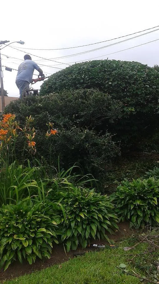 Professional lawn mowing service in Lynn, MA by DL Landscaping & Construction