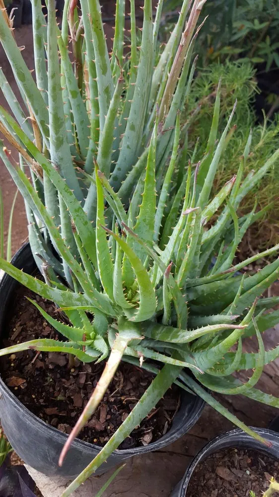 Affordable lawn mowing service experts serving Bertram, TX - D&L Landscaping