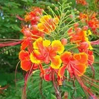 Reliable landscape design in Bertram, TX by D&L Landscaping