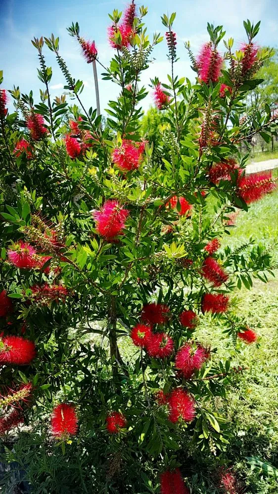 Reliable landscaping services in Bertram, TX by D&L Landscaping