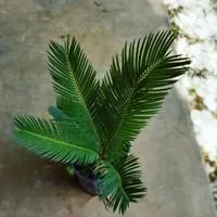 Reliable lawn care service for outdoor upgrades in Bertram, TX by D&L Landscaping