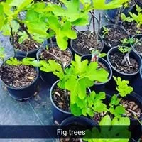 Reliable outdoor landscaping experts serving Bertram, TX - D&L Landscaping