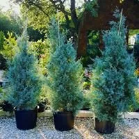 Custom landscaping services in Bertram, TX by D&L Landscaping