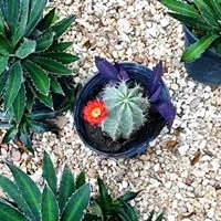 Trusted lawn care service for residential properties in Bertram, TX by D&L Landscaping