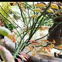 Custom residential landscaping in Bertram, TX by D&L Landscaping