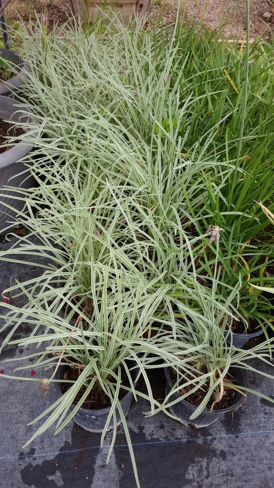 Affordable residential landscaping for homes in Bertram, TX by D&L Landscaping