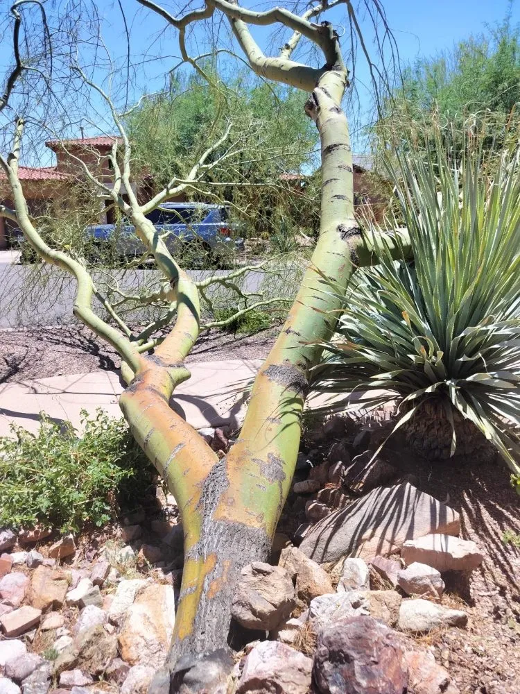 Expert garden landscaping near you in Phoenix, AZ by D&l Landscaping