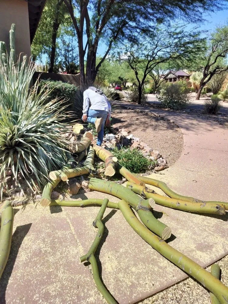 Trusted yard cleanup service experts serving Phoenix, AZ - D&l Landscaping