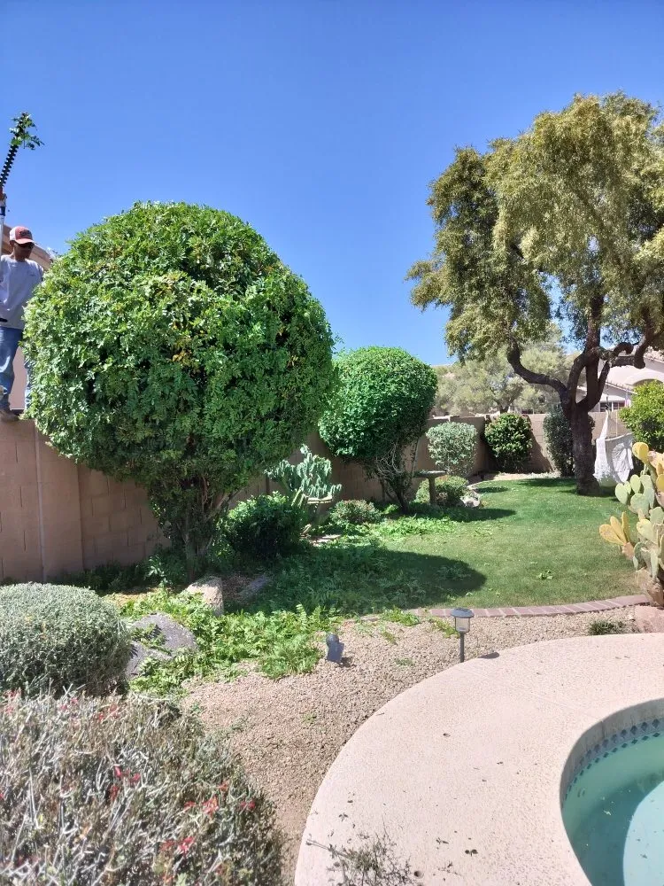 Top-rated residential landscaping in Phoenix, AZ by D&l Landscaping