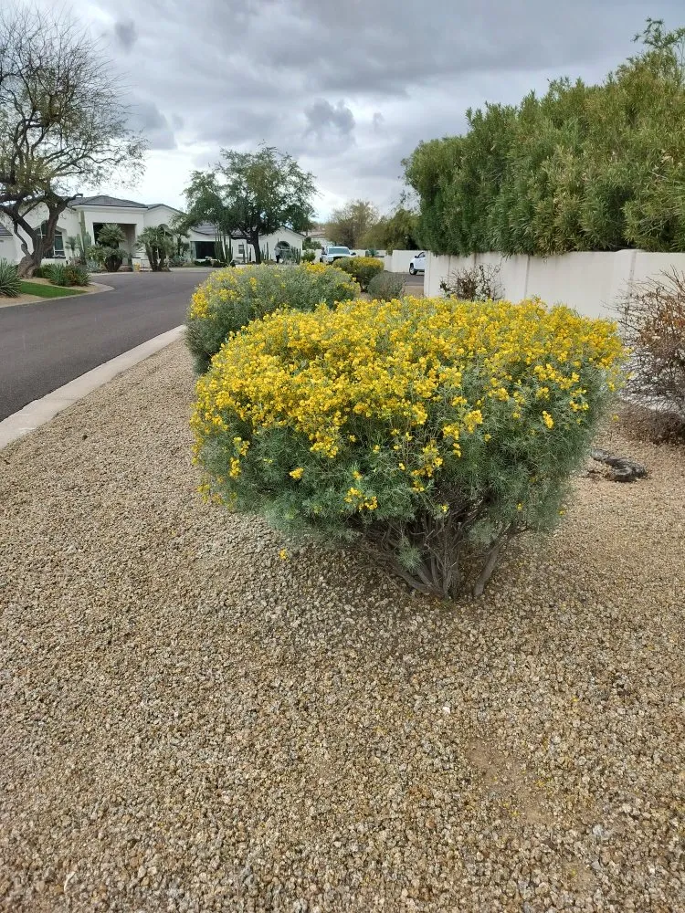 Top-rated landscape installation in Phoenix, AZ - D&l Landscaping