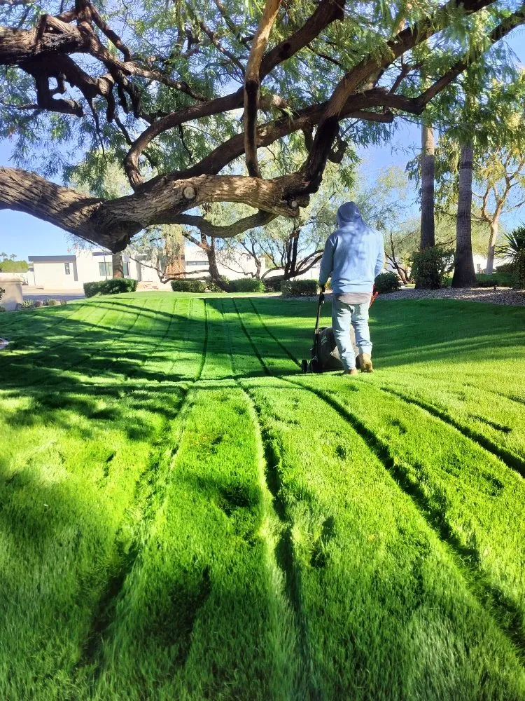 Affordable yard cleanup service experts serving Phoenix, AZ - D&l Landscaping