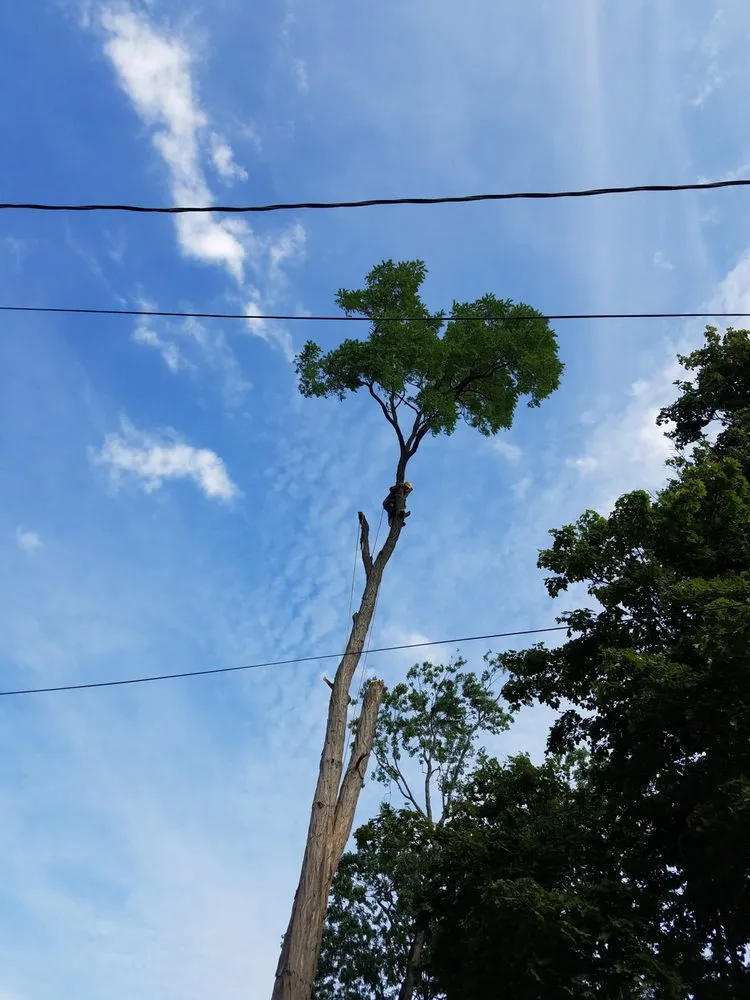 Custom yard maintenance in Somerset, NJ by DL Landscaping