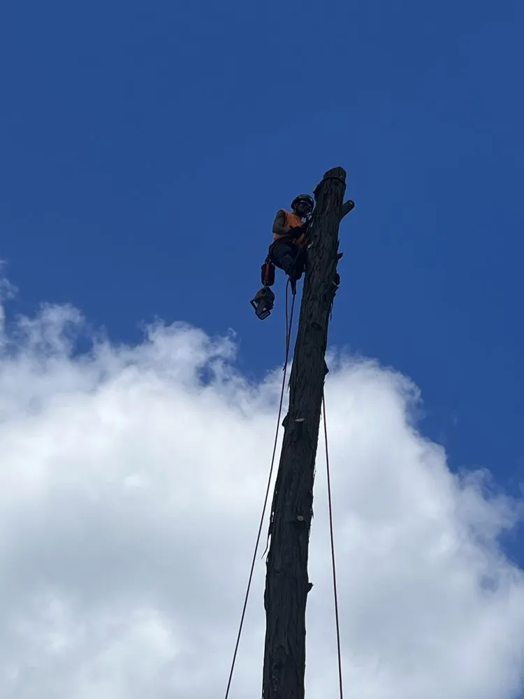 Local landscaping services experts serving Goshen, OH - DLC Lawn and Tree