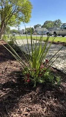 Dlc Lawn Care Services