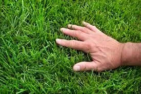 Custom landscaping services for outdoor upgrades in Honolulu, HI by DLK Lawncare And Junk Removal