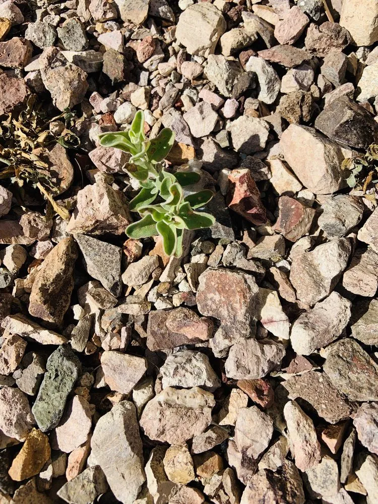 Expert garden landscaping for beautiful yards in Avondale, AZ by DLLS Landscape Company