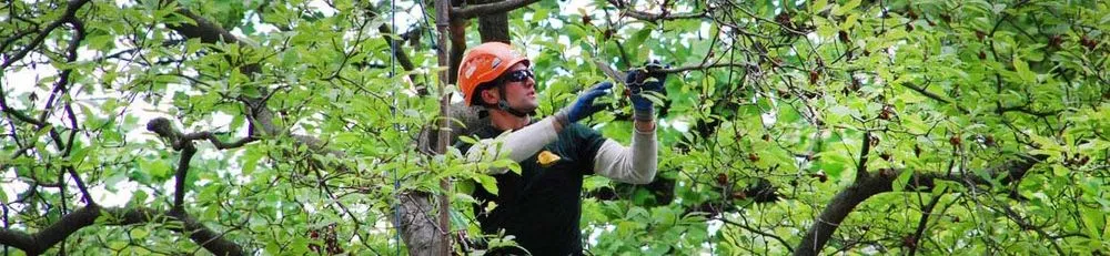 Trusted yard maintenance in Burlington, NJ - DLM Tree Services