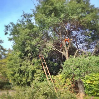 Trusted outdoor landscaping in Burlington, NJ - DLM Tree Services