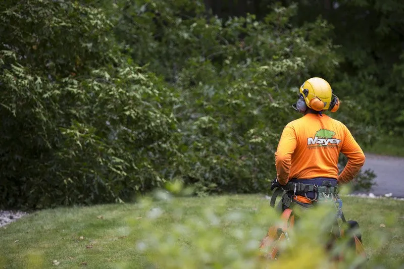Reliable yard maintenance for beautiful yards across Burlington, NJ - DLM Tree Services
