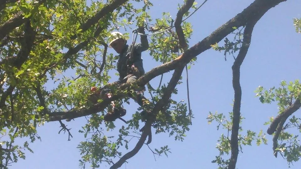 Reliable lawn mowing service with custom design across Burlington, NJ - DLM Tree Services