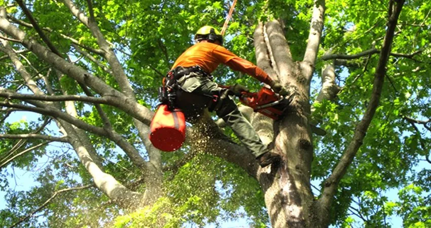 Reliable outdoor landscaping for year-round maintenance across Burlington, NJ - DLM Tree Services
