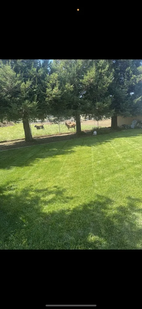 Local lawn care service with custom design across Fresno, CA - DLS Lawn Service