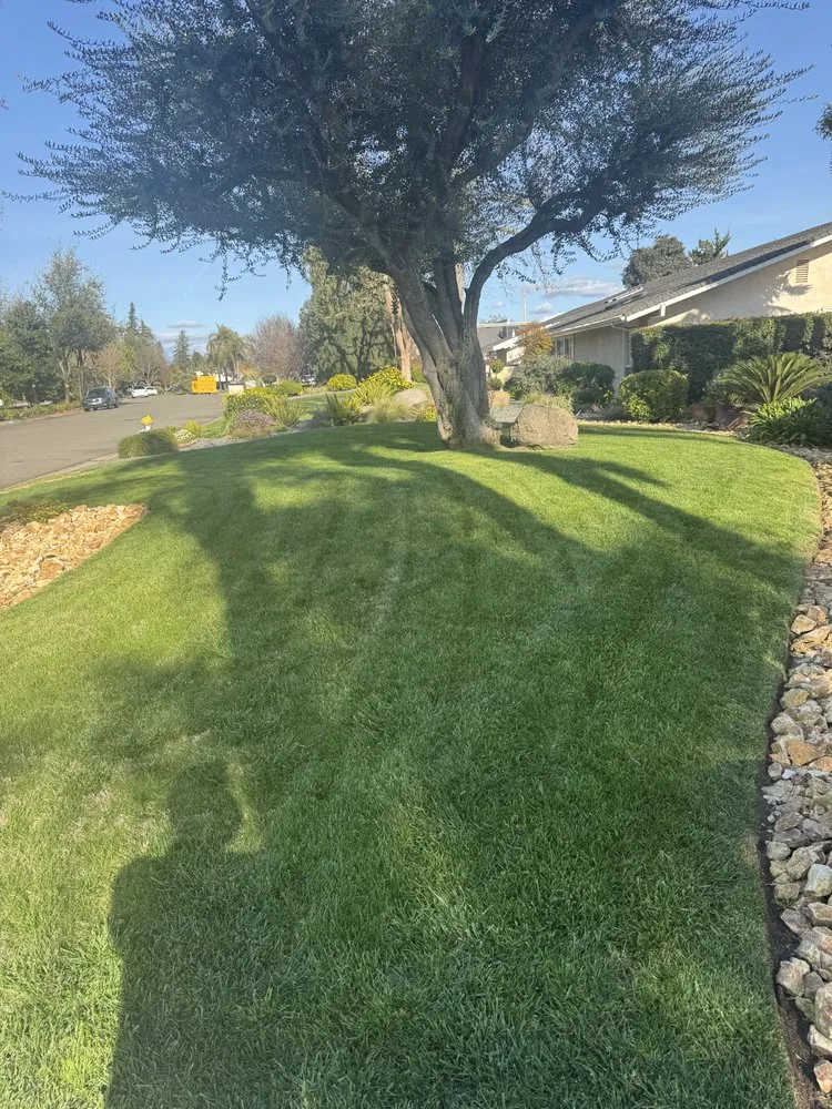 Professional yard maintenance in Fresno, CA by DLS Lawn Service