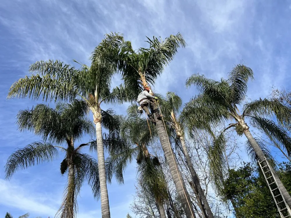 Professional landscape installation for beautiful yards in Altadena, CA by DLT Landscape & Maintenance