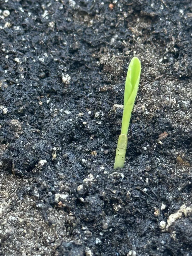 Custom landscaping services in Wiggins, CO by DLT Students Lawn Service