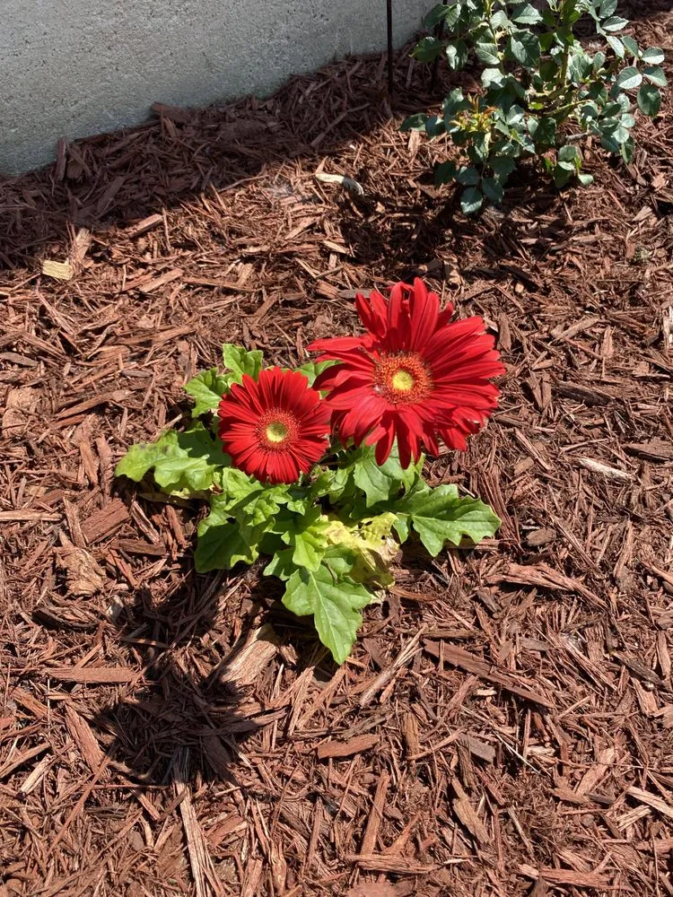 Professional landscaping services in Cedarville, OH by D&M Commercial And Residential Property Management