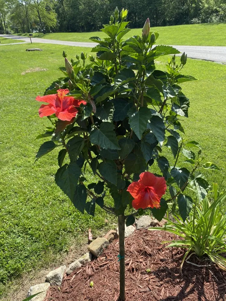 Expert outdoor landscaping in Cedarville, OH - D&M Commercial And Residential Property Management