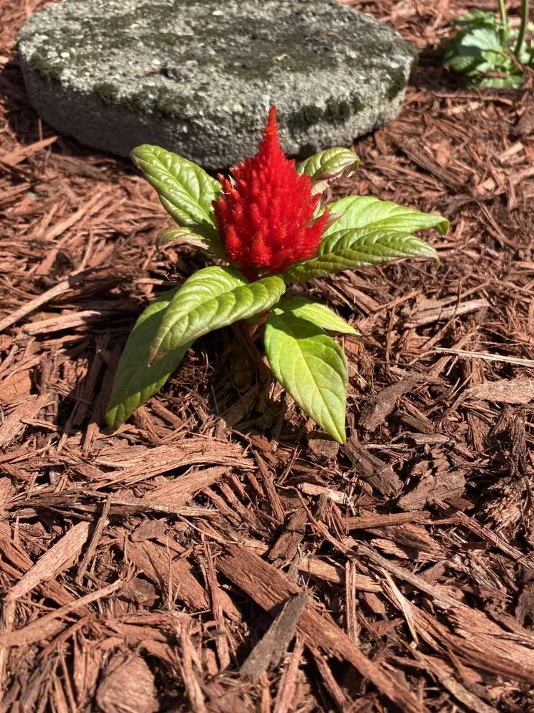 Custom residential landscaping for homes across Cedarville, OH - D&M Commercial And Residential Property Management