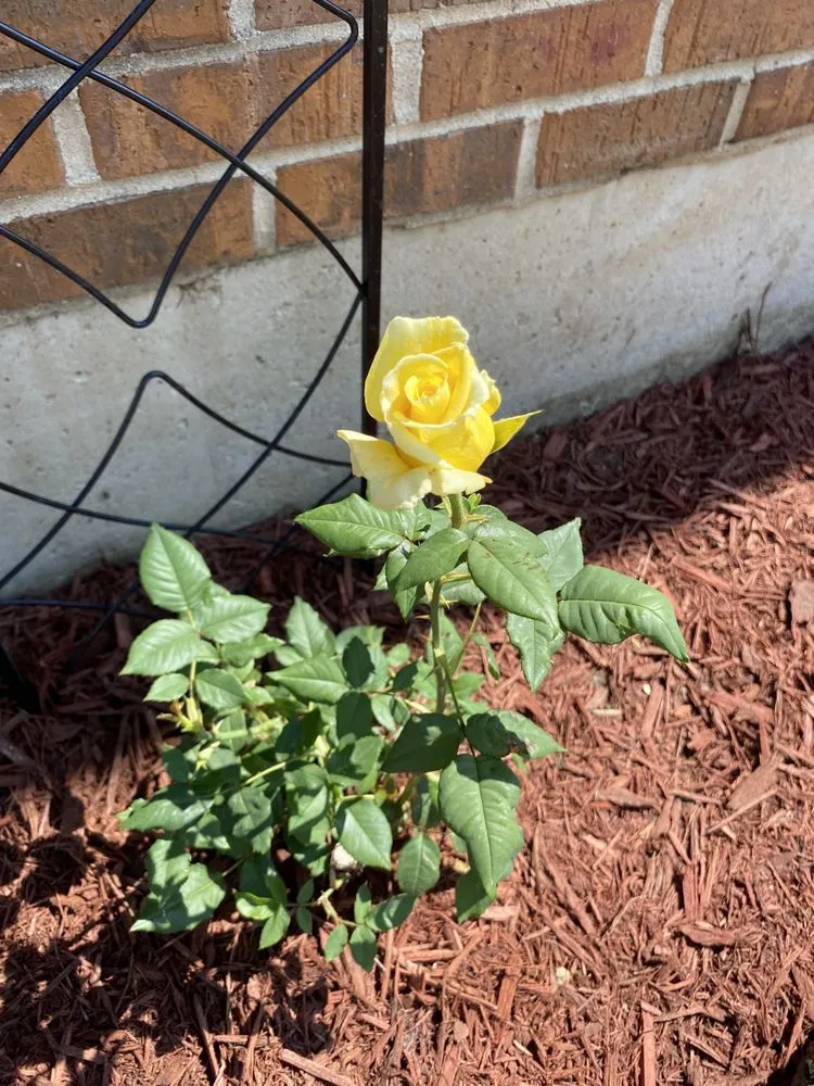 Local residential landscaping for year-round maintenance in Cedarville, OH by D&M Commercial And Residential Property Management