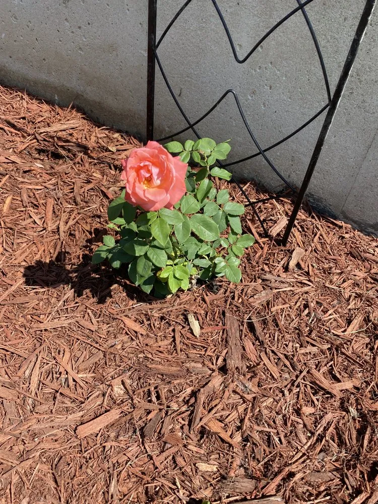 Expert lawn care service in Cedarville, OH - D&M Commercial And Residential Property Management