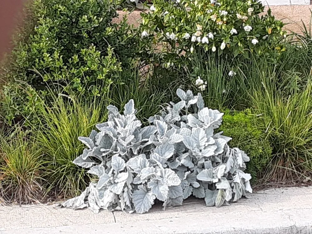 Local yard maintenance in Houston, TX - DM Landscape and Outdoor Lighting