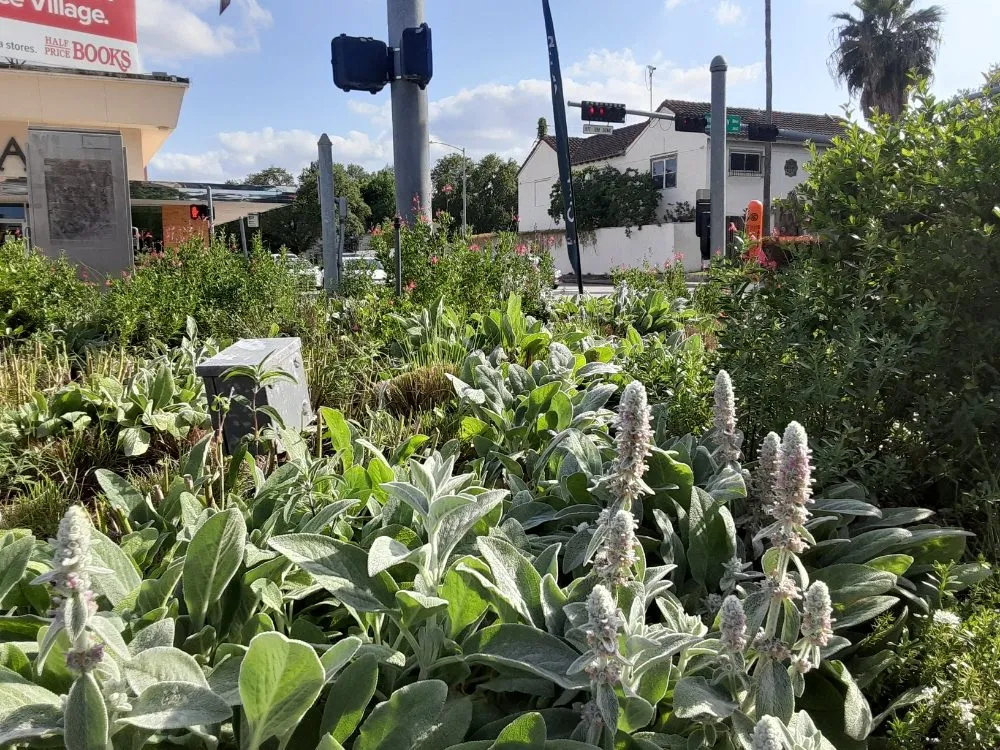 Expert garden landscaping near you across Houston, TX - DM Landscape and Outdoor Lighting