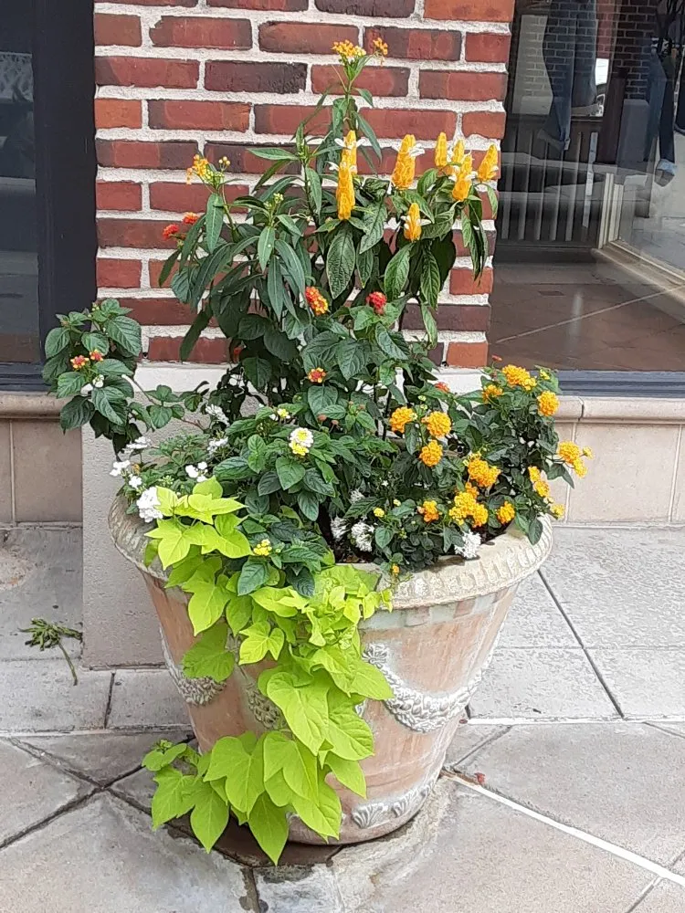 Professional garden landscaping for beautiful yards in Houston, TX by DM Landscape and Outdoor Lighting