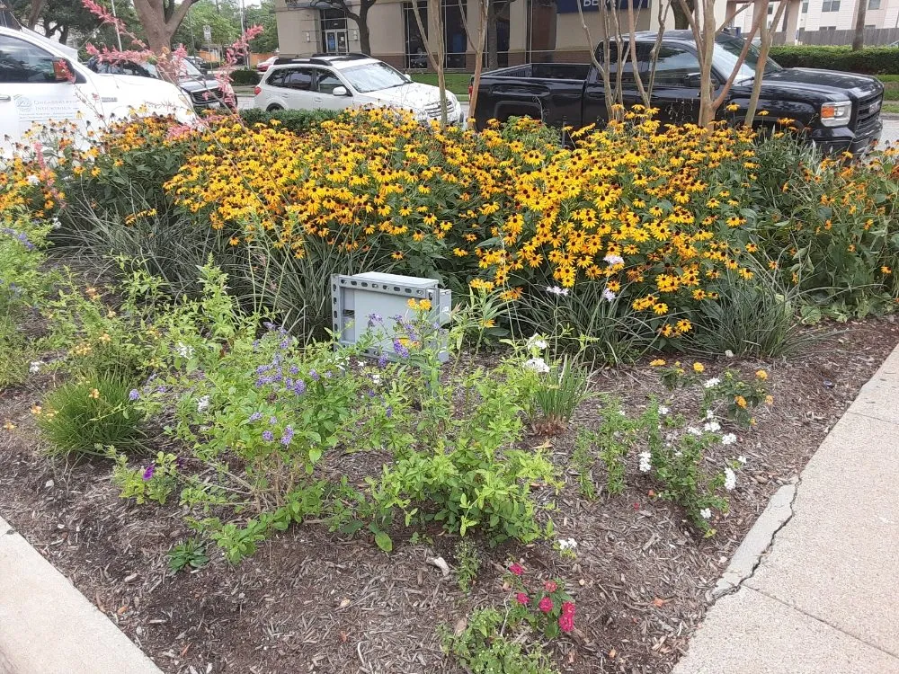 Professional yard maintenance in Houston, TX - DM Landscape and Outdoor Lighting