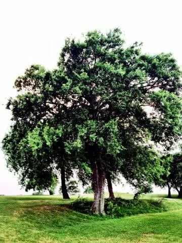 Affordable landscape installation in Temple, TX by D&M Landscaping Kings