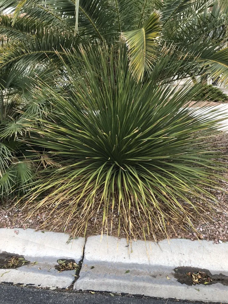 Reliable lawn care service for outdoor upgrades in San Diego, CA by D&M Landscaping