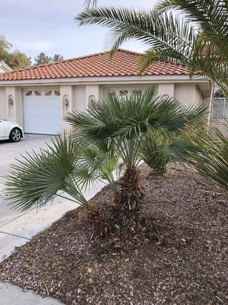 Expert yard maintenance with custom design across San Diego, CA - D&M Landscaping