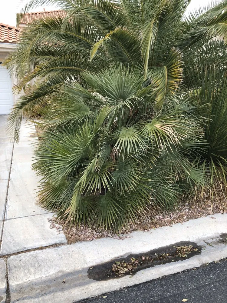 Reliable outdoor landscaping for year-round maintenance across San Diego, CA - D&M Landscaping