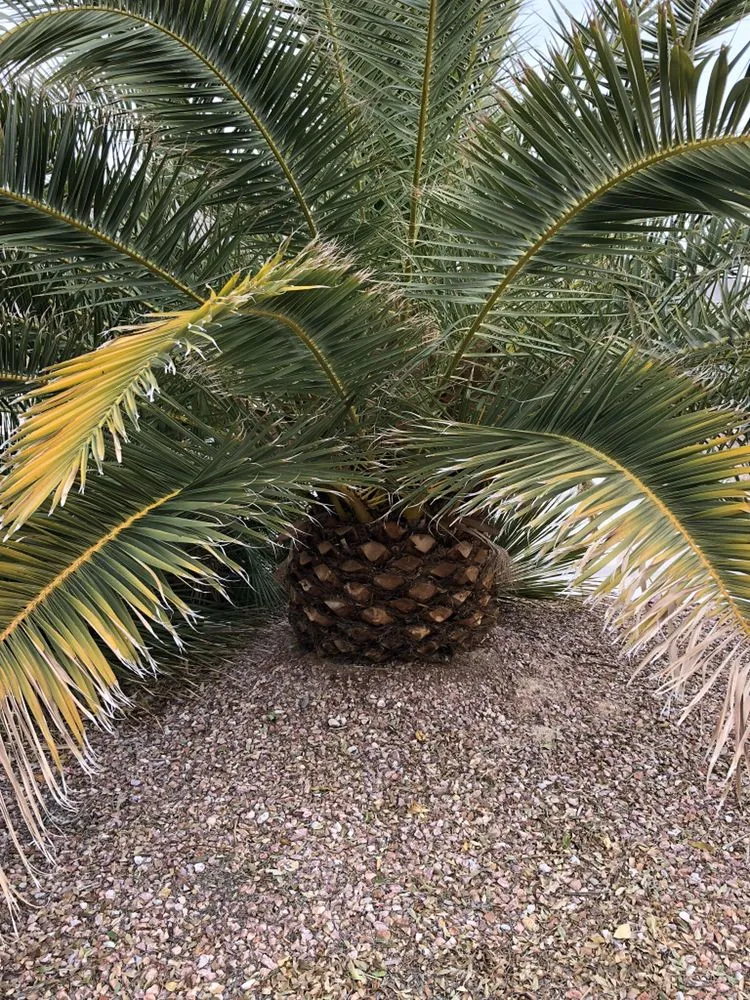 Local landscape installation for year-round maintenance across San Diego, CA - D&M Landscaping