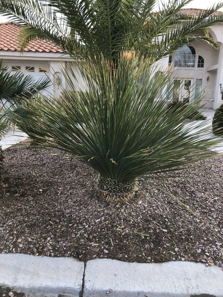 Local yard maintenance in San Diego, CA by D&M Landscaping