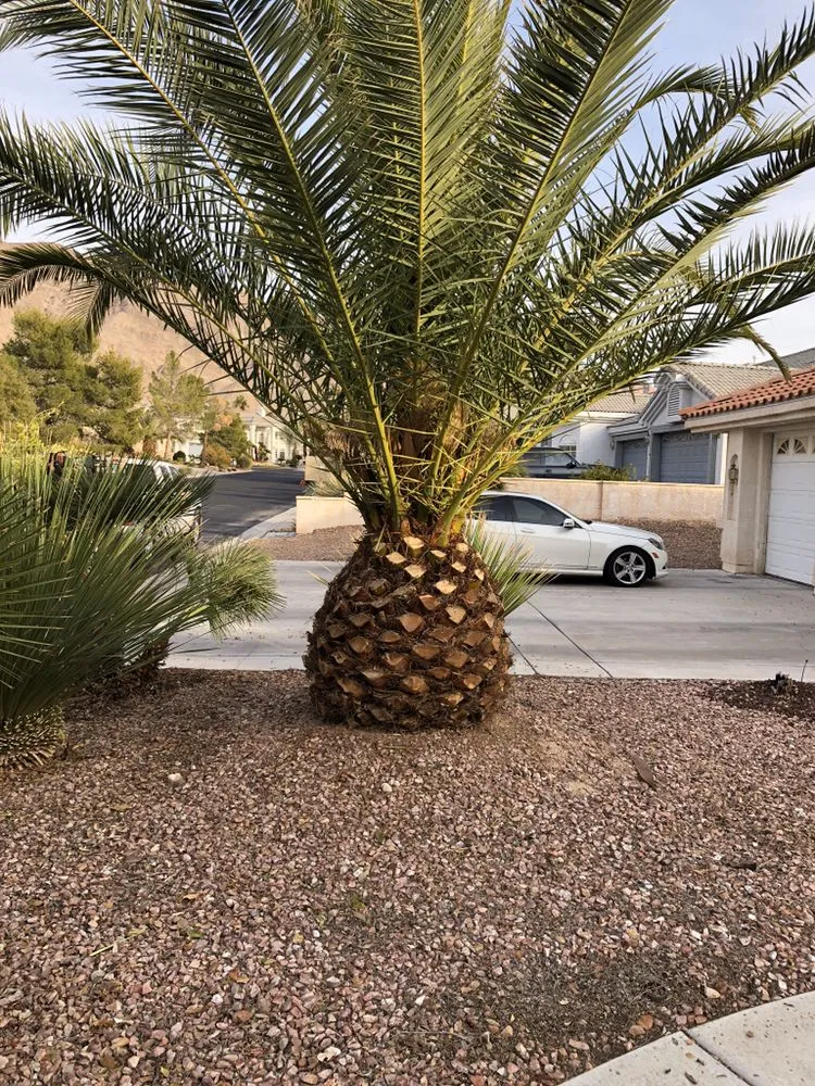 Custom landscaping services experts serving San Diego, CA - D&M Landscaping