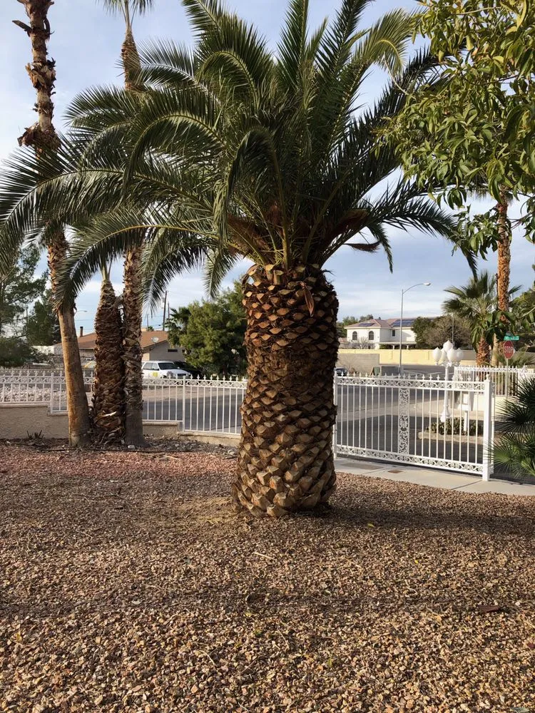 Affordable landscape installation near you in San Diego, CA by D&M Landscaping