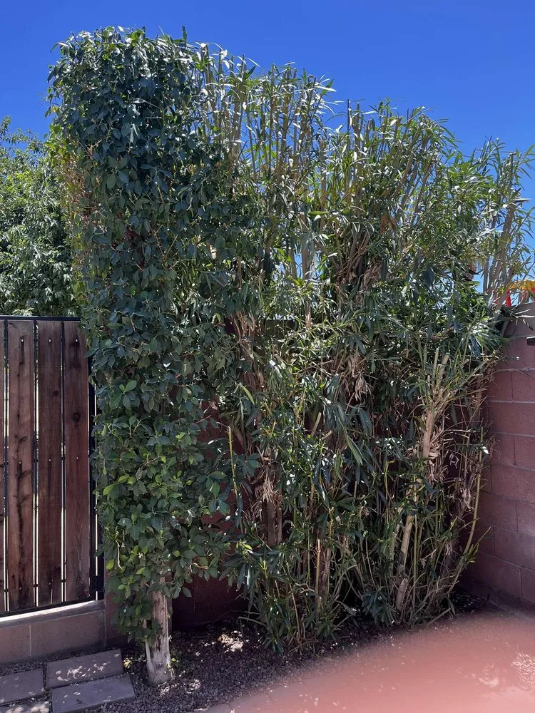 Top-rated landscape design for beautiful yards in Phoenix, AZ by D&M Lawncare and Landscaping