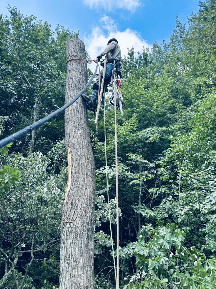 Custom yard maintenance for beautiful yards in Lynn, MA by DM Tree Service & landscaping