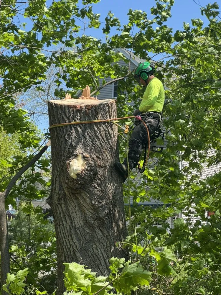 Top-rated landscape design for outdoor upgrades across Lynn, MA - DM Tree Service & landscaping